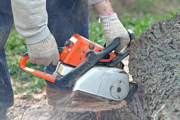 How Our Tree Care Process Works  in  Fruitridge Pocket, CA