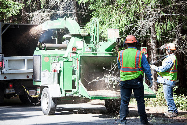 Best Utility Line Clearance  in Fruitridge Pocket, CA
