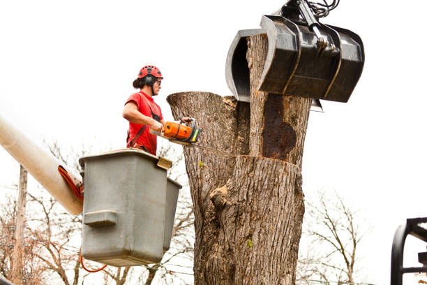 Trusted Fruitridge Pocket, CA Tree Care Experts
